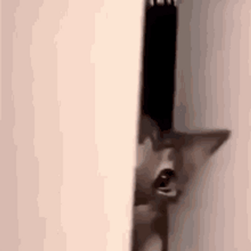 Cute Gray Cat Peeping GIF