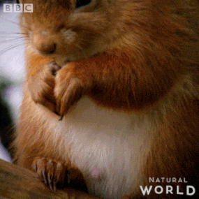 Cute Greedy Squirrel Eating GIF