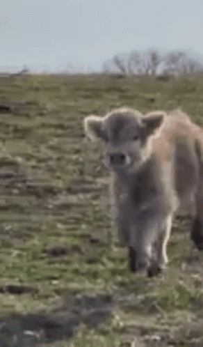 Cute Hairy Baby Cow GIF