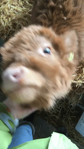 Cute Hairy Cow Petted GIF