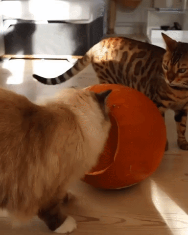 Cute Halloween Cat It Fits GIF