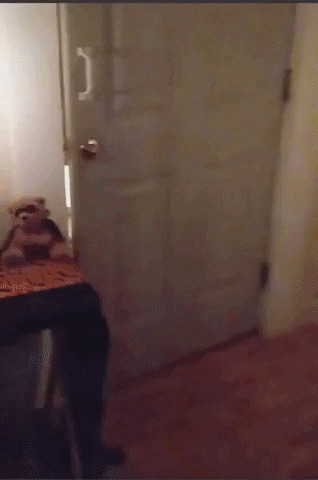 Cute Halloween Dogs Trick Or Treat GIF