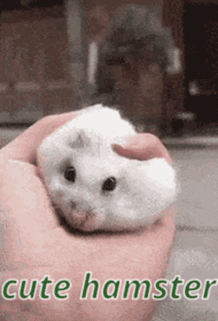 Cute Hamster Squishy GIF
