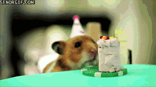 Cute Hamsters Birthday Party GIF