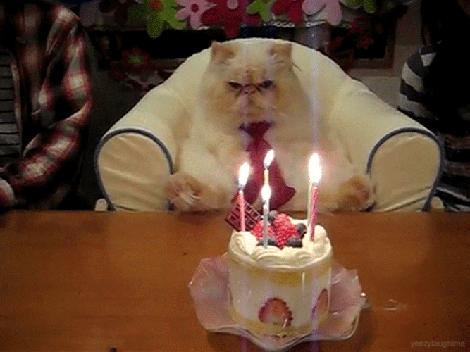 Cute Happy Birthday Grumpy Cat GIF