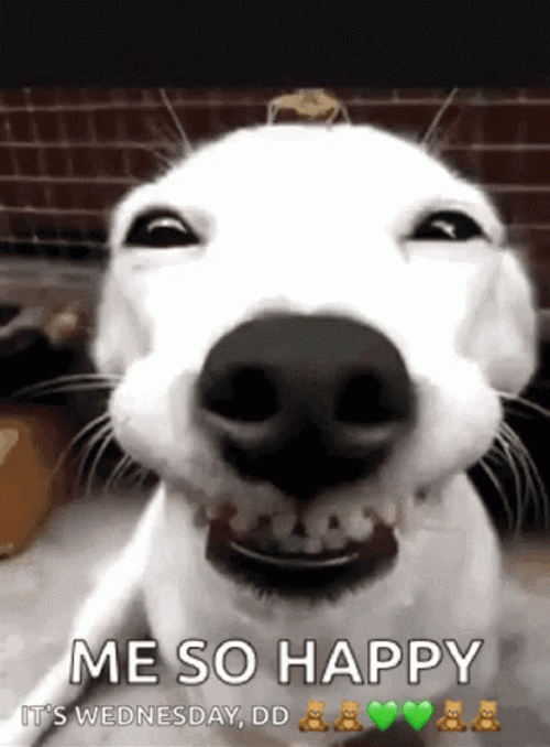 Cute Happy Dog Showing Wide Smile GIF