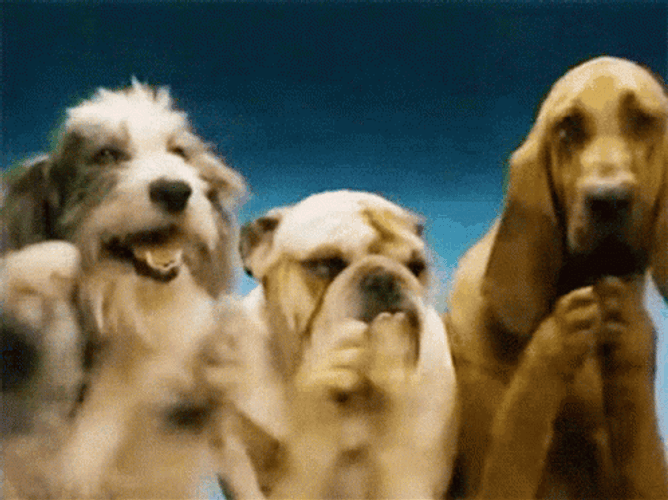 Cute Happy Dogs Smile And Clap GIF