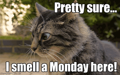 Cute Happy Monday Cross Eyed Cat GIF