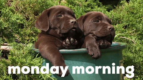 Cute Happy Monday Sleepy Pups Hanging Out GIF