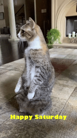 Cute Happy Saturday Cat Sitting Straight GIF