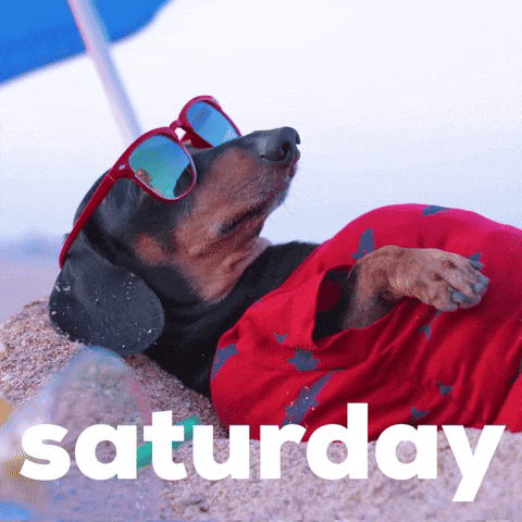 Cute Happy Saturday Dog Lying On Sand GIF