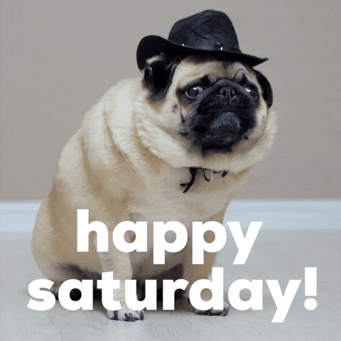 Cute Happy Saturday Dog Wearing Hat GIF