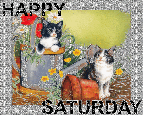Cute Happy Saturday Two Black Cats GIF