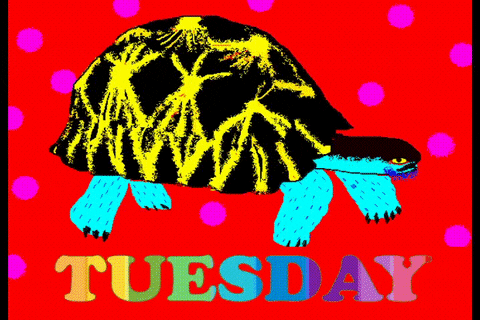 Cute Happy Tuesday Flashy Colorful Turtle GIF