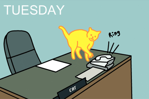 Cute Happy Tuesday Naughty Yellow Cat GIF