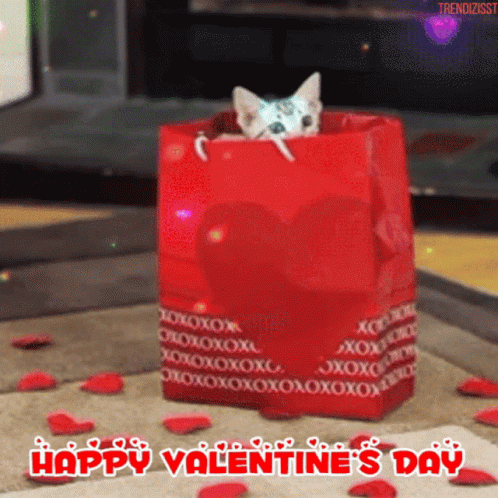 Cute Cat In A Bag Happy Valentines Day GIF