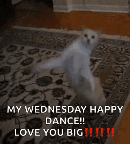 Cute Happy Wednesday Dancing Funny Cat GIF