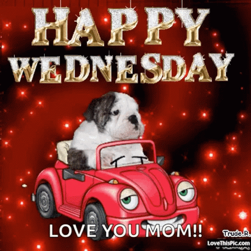 Cute Happy Wednesday Driving Dog GIF
