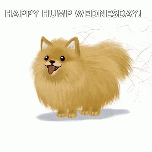 Cute Happy Wednesday Hump Pomeranian GIF