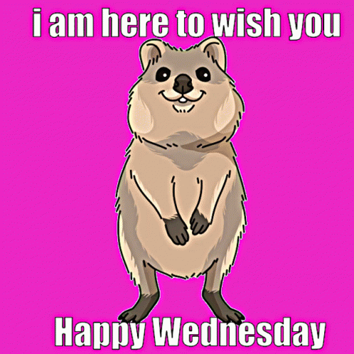 Cute Happy Wednesday Quokka Animal GIF