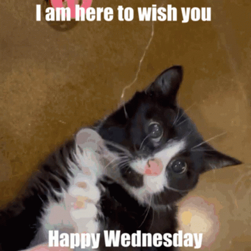 Cute Happy Wednesday Tickle Cat GIF