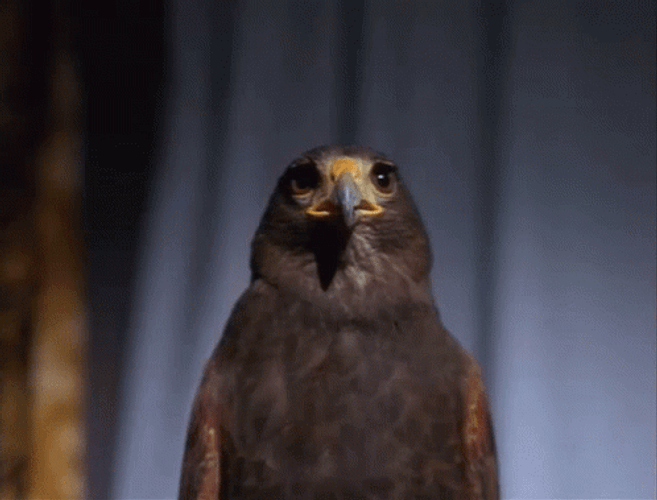 Cute Hawk Looking Around GIF