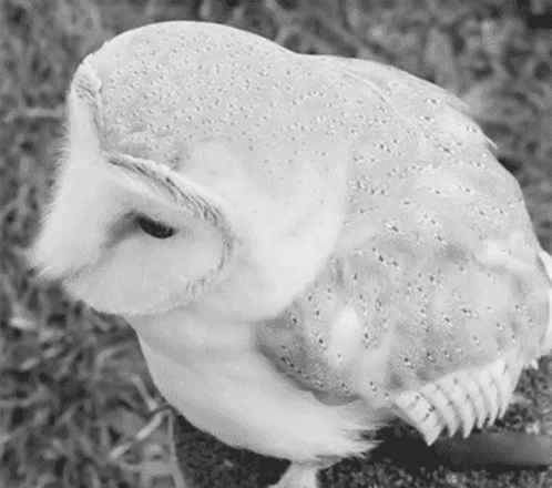 Cute Hedwig White Owl GIF