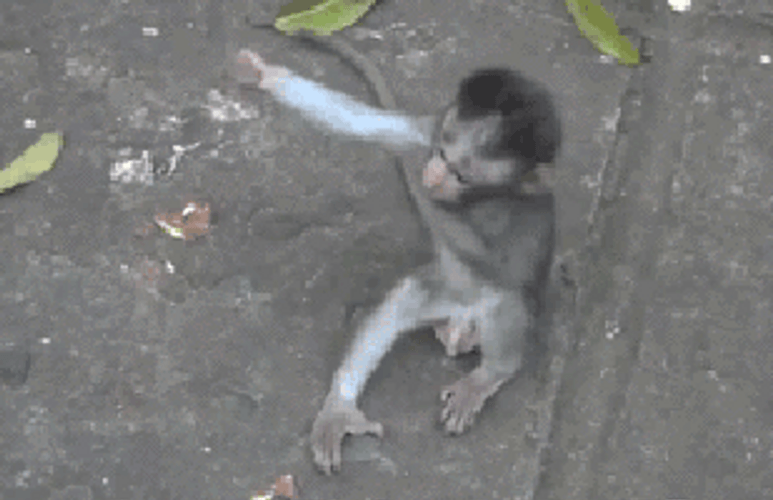 Cute Hug Baby Monkeys Come Here GIF