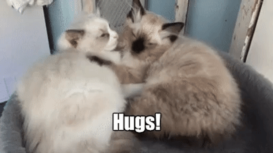 Cute Hug Cats Persian Siamese GIF