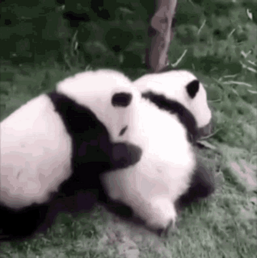 Cute Hug Pandas Playing Around GIF
