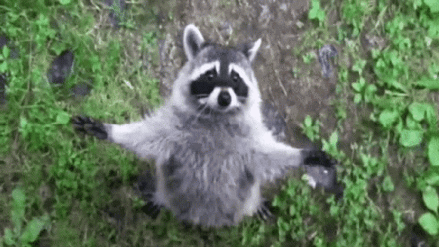 Cute Hug Raccoon Asking For Hug GIF