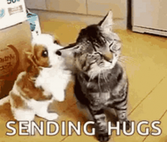 Cute Hug Sending Hugs Puppy And Cat GIF