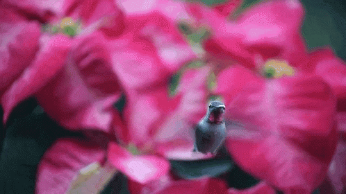 Cute Hummingbird With Flower GIF