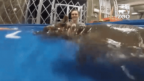 Cute Hungry Baby Hippo Swimming GIF