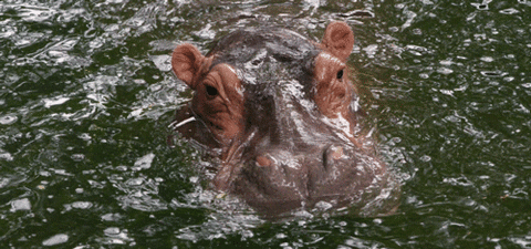 Cute Hungry Hippo Flapping Ears GIF