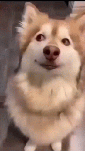 Cute Husky Doge Meme GIF