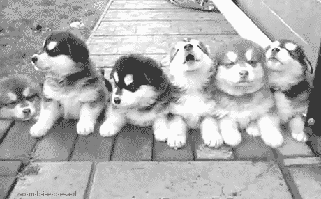 Cute Husky Dogs Line Up GIF