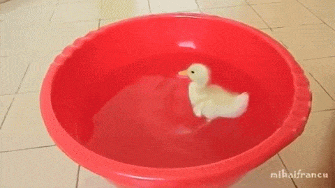 Cute Kawaii Duck On Plastic Tub GIF
