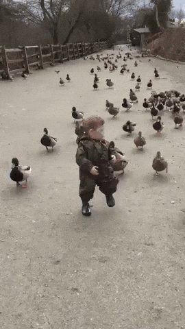 Cute Kid Walking With Ducks Meme GIF