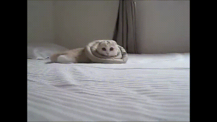 Cute Kitten Attacking The Camera GIF