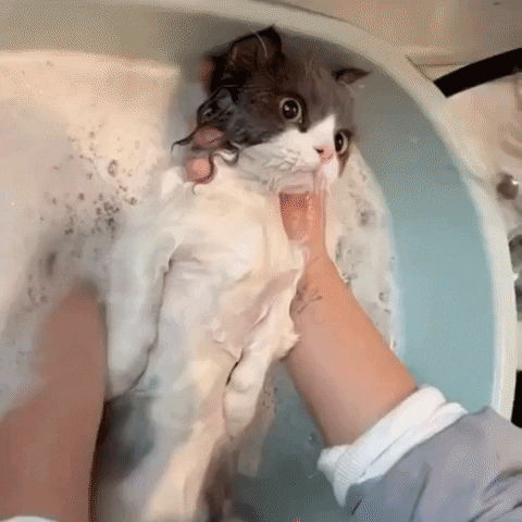 Cute Kitten Behaving In Bath GIF