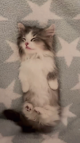 Cute Kitten Blanket Wrap GIF