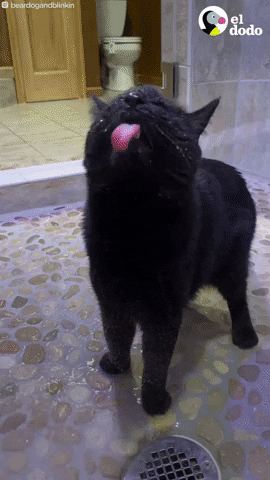 Cute Kitten Catching Bath Water GIF