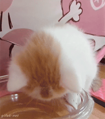Cute Kitten Eating GIF