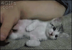 Cute Kitten Fell Asleep GIF