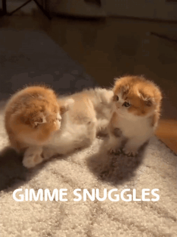Cute Kitten Gimme Snuggles GIF