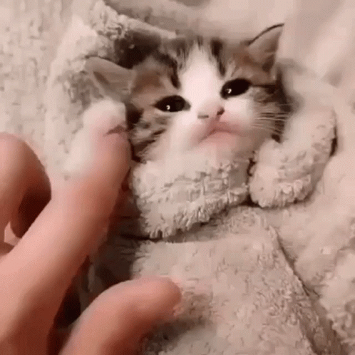 Cute Kitten In Blanket GIF