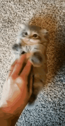 Cute Kitten Kick GIF