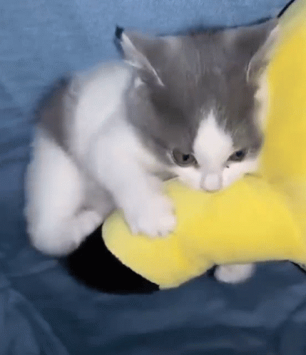 Cute Kitten Kicking Toy GIF
