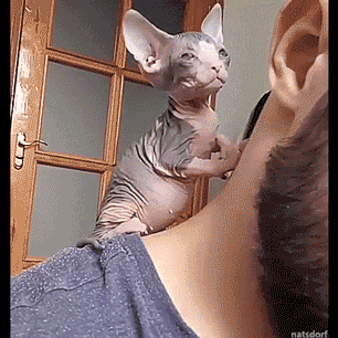 Cute Kitten Kneading Human's Back GIF